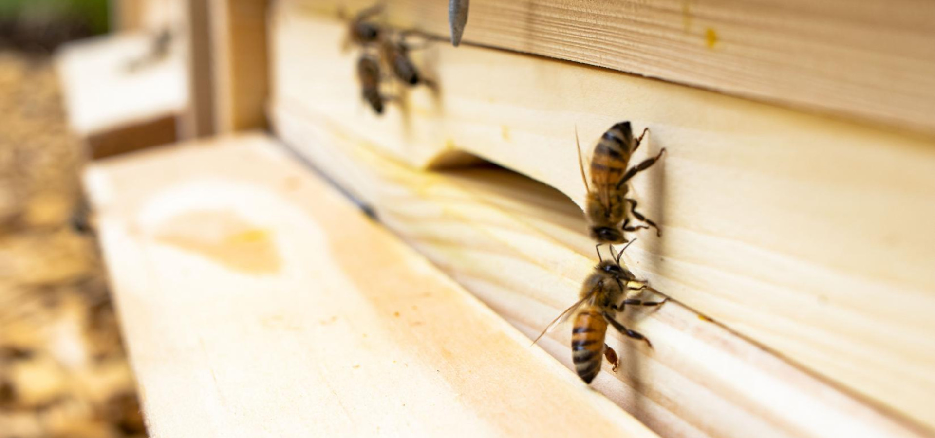 Bienen 04