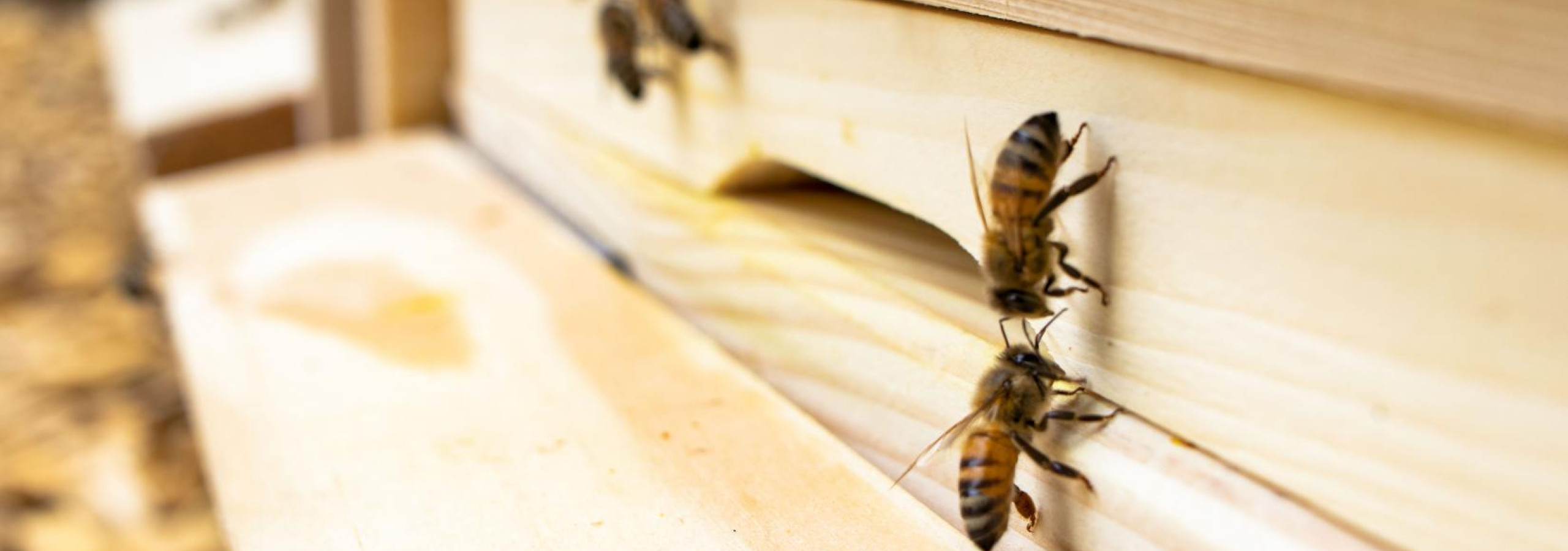 Bienen 04