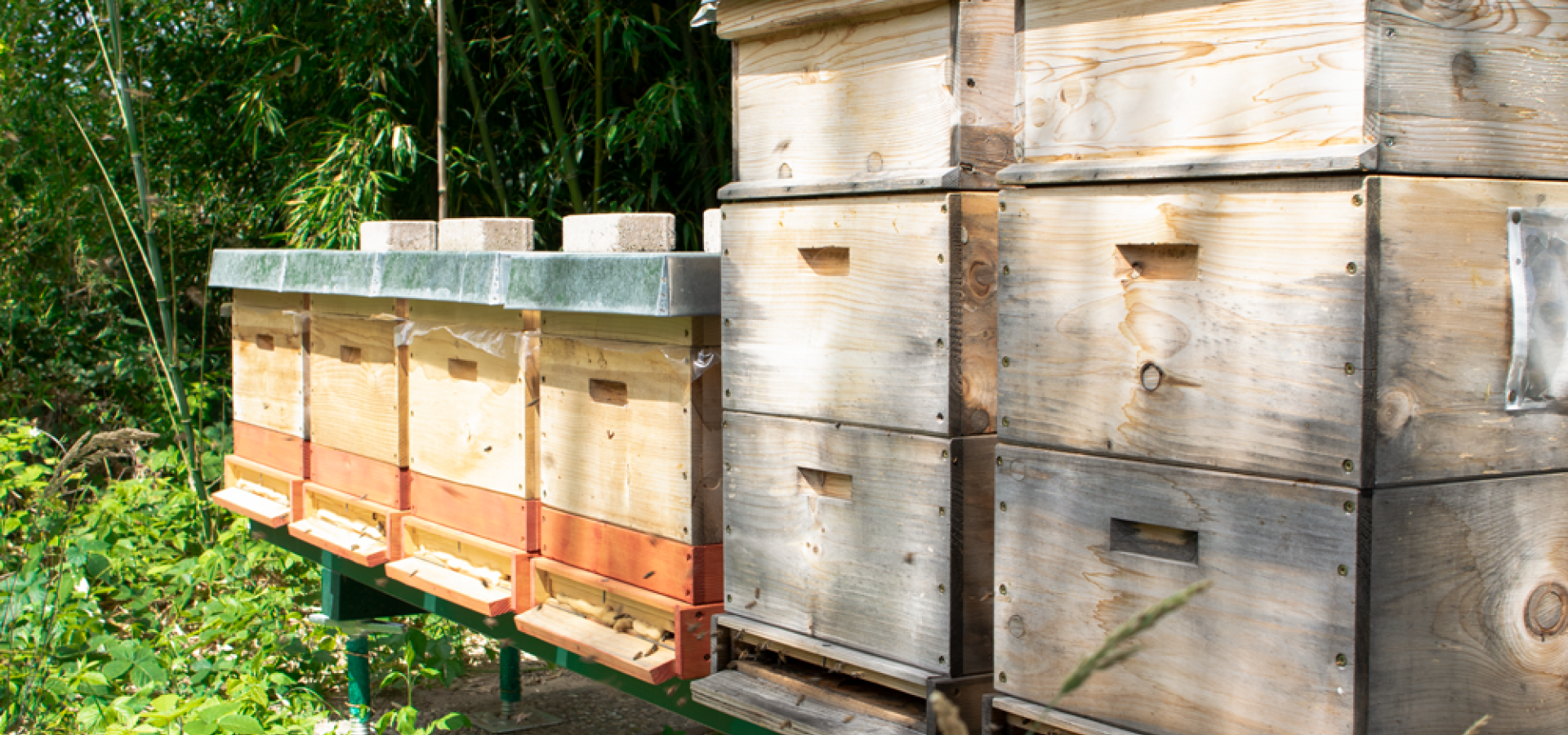 Bienenstoecke