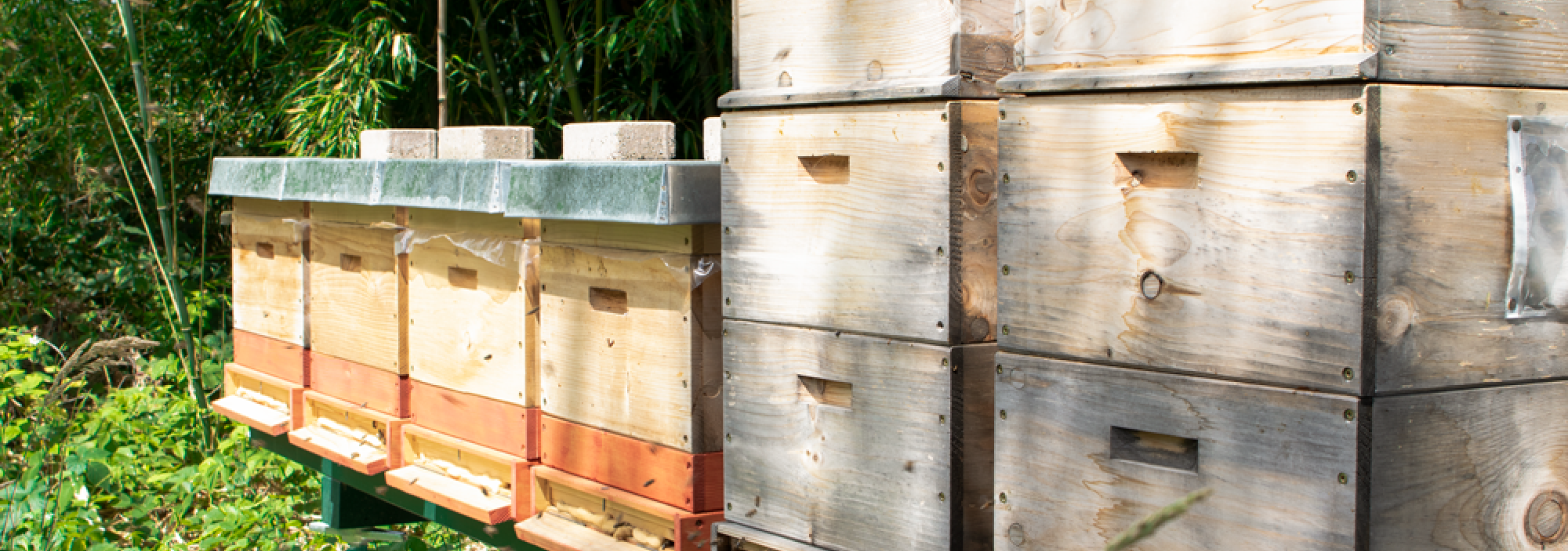 Bienenstoecke